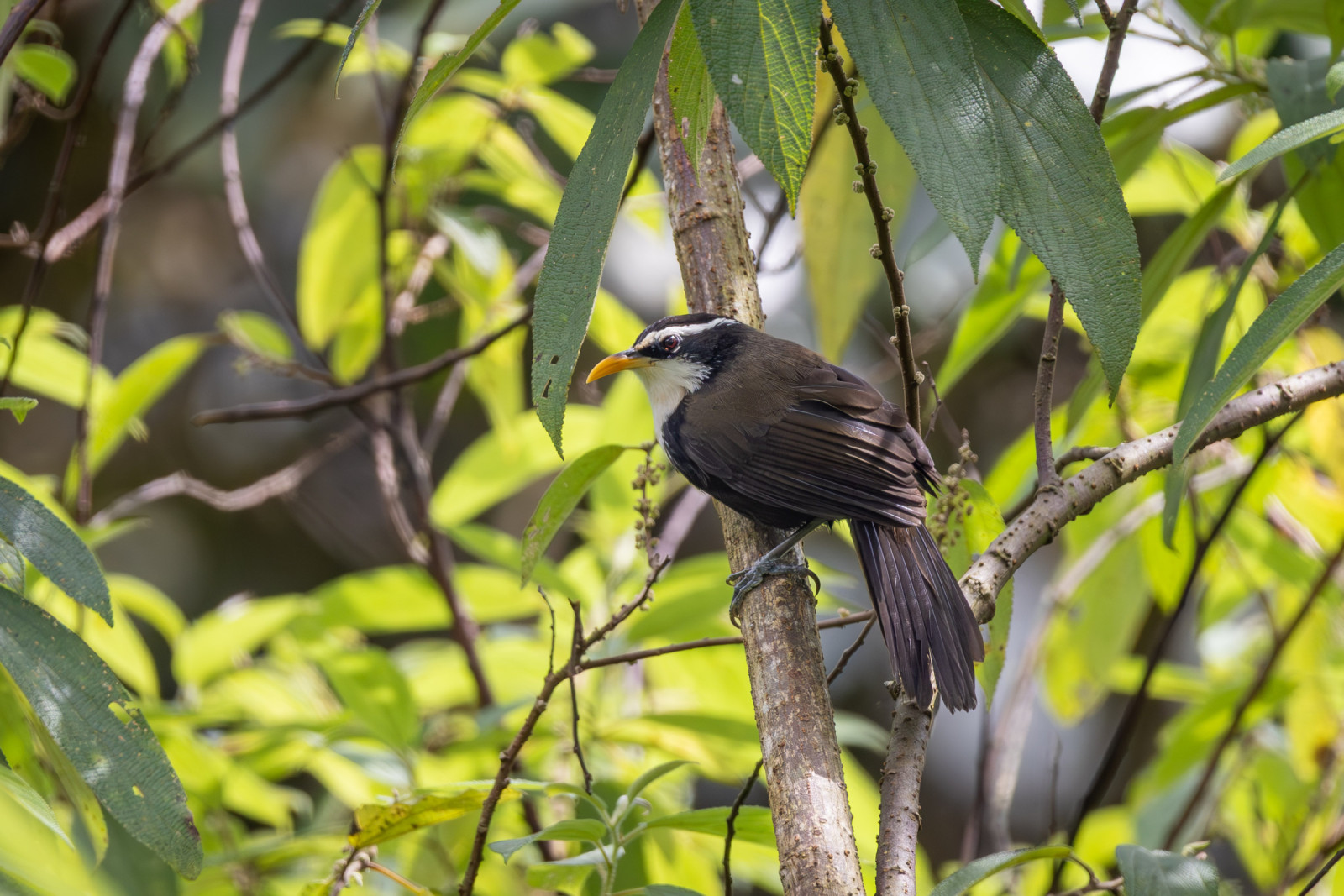 image Indian Scimitar-Babbler